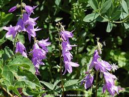 Rampion Bellflower European Bellflower Creeping Bellflower Campanula Rapunculoides L Native Minnesota Wildflower Pl Wildflower Garden Bellflower Campanula