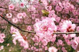 We did not find results for: Fruit Trees In Bloom The Produce Nerd