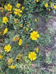 Image result for Guizotia scabra