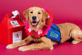 Or make one that looks like your favorite furry friend! Valentine S Day Indiana Canine Assistant Network Service Dogs Will Deliver Special Treats