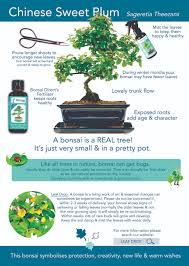 Maybe you would like to learn more about one of these? Chinese Sweet Plum Sageretia Theezans New Care Instruction Guide