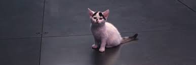 The Marvels (2023) - Cinema Cats