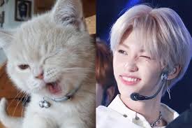 felix is the cutest cat in the world ♥ (credits: @skznoise) -🍉