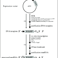 Flow Chart For The Generation Of Modified Egfp Mrna