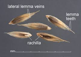 Image result for Leptochloa fusca