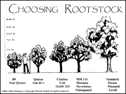 We did not find results for: Rootstock Gif 400 298 Espalier Fruit Trees Fruit Trees Fruit Tree Nursery