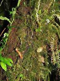 Image result for Polyphlebium