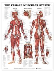 the female muscular system anatomical chart