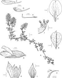 Image result for Otholobium foliosum