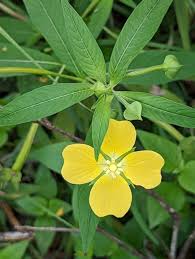 Image result for Ludwigia octovalvis