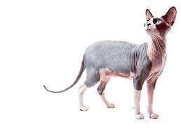 They also have a new monthly subscription cat box filled with unique toys and premium products. Arizona Sphynx Cat Breeder And Adoption Beautiful Bennett Sphynx