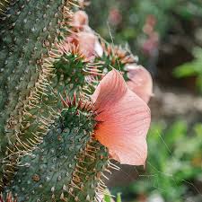 Image result for Hoodia