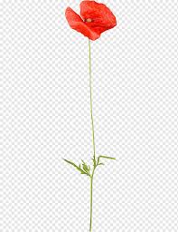 In this step draw the younger flower by first drawing the stem down from the large flower and the adding a second stem to the left that is slightly the flower on a poppy is 5 to 10 centimeters across and is round. Poppy Drawing Flower Others Watercolor Painting Leaf Plant Stem Png Pngwing