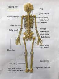 makarna ile iskelet yapimi fen ve teknoloji odevi kelebekler boncuk