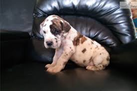 Directory of great dane puppy breeders of the western united states region. Great Dane Puppies Near Me Petfinder
