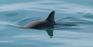 2021 is literally going to be catastrophic, based on what we're seeing at this stage in the game, beasley said, adding that because we've spent $19 trillion, that money may not, and will not most likely be available for 2021, even as economic contractions have already begun. Vaquita What To Know About The World S Rarest Mammal