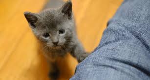 Here S What It Means When Your Cat Rubs Against Your Feet 49 Other Strange Cat Behaviors Cat Behavior Kitten Pets Cats