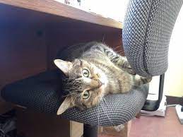 We did not find results for: Family Pet Animal Hospital 37 Photos 187 Reviews Veterinarians 1401 W Webster Ave Chicago Il Phone Number