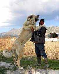 Det er ikke hvilken som helst hund, men en såkaldt alabai, en centralasiatisk vogterhund, der i generationer har været betragtet som nationalhund i turkmenistan. Turkmen Alabai Kangal Hund Riesige Hunde Hunderassen