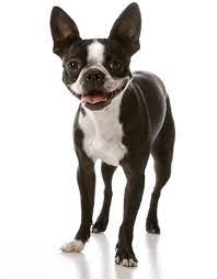 Find boston terrier pug in dogs & puppies for rehoming | find dogs and puppies locally for sale or adoption in canada : Snort Rescue Adopt A French Bulldog Boston Terrier English Bulldogs Pug