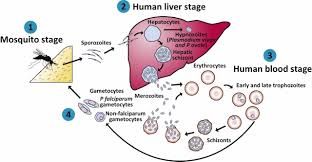 Unless it is diagnosed and treated promptly, it can be fatal. Imported Malaria Key Messages In An Era Of Elimination Rcp Journals
