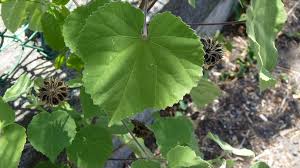Image result for Abutilon indicum