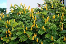 When growing candle bush in the warmest of usda plant hardiness zones, the plant may return for several years, allowing the trunk to develop to tree size. Cheap Cassia Senna Plant Find Cassia Senna Plant Deals On Line At Alibaba Com