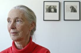 Jane Goodall: who she is, what she discovered, and why she is  world-renowned