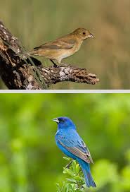 Large Brown Bird With Black And White Wings Indigo Bunting Passerina Cyanea Small Finch Unmistakable Deep Blue All Over With Black Wing Primaries Females Basi Backyard Birds Birds Beautiful Birds