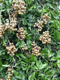 Pin On Buah Buahan
