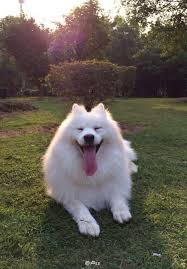 366 likes · 5 talking about this · 185 were here. æµæµªè–©æ'©è€¶çŠ¬ é‡åˆ°ä¸»äººå¾Œè®Šæˆè¶…å¯æ„›çš„å¤§ç‹—ç‹—