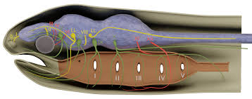 Cranial Nerves In Vertebrates 3d Model