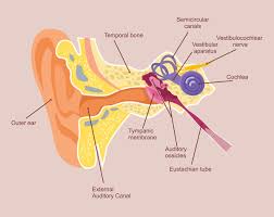 Image result for Eustachian Tube Dysfunction