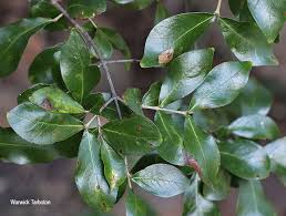 Image result for Olinia rochetiana