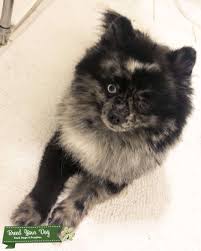 The puppy is active, healthy and social. Stud Dog Rare Blue Merle Pomeranian Looking For A Mate Breed Your Dog