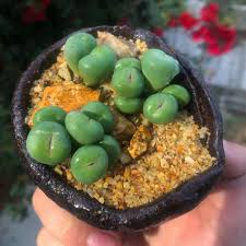 Image result for Biophytum crassipes
