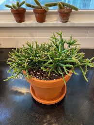 Image result for Rhipsalis