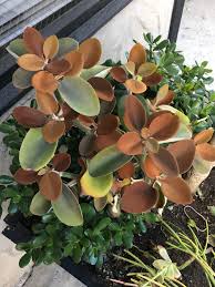 Copper Spoon Kalanchoe Orgyalis Succulents Plants Cacti And Succulents