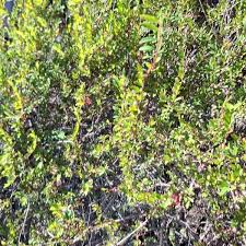 Image result for Phyllanthus wittei