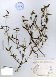 Image result for Spermacoce mauritiana