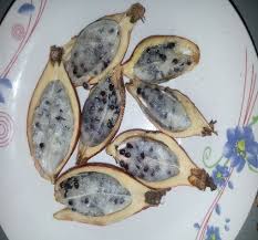 Image result for Aframomum alboviolaceum