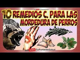 Download 10 Remedios Para Mordedura De Perros 3gp Mp4 Mp3 Flv Webm Pc Mkv Irokotv Ibakatv Soundcloud