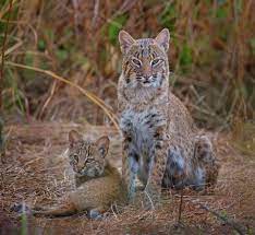 Bobcats Of Port Charlotte Florida Wild Cats Baby Bobcat Cats