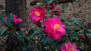 It S Camellia Season Celebrate With These Fun Facts Grow Beautifully Growing Shrubs Fast Growing Shrubs Shrubs