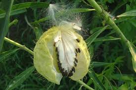 Image result for Gomphocarpus physocarpus