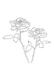 Check spelling or type a new query. Monstera Leaf Line Drawing Poster By Melody Watson Displate