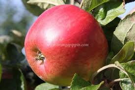 Moderately resistant snowsweet is bred for colder climates. 9 Disease Resistant Fruit Trees Ideas Fruit Trees Fruit Apple Tree