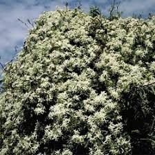 They are mainly of chinese and japanese origin. Clematis Aristata Growing Native Plants