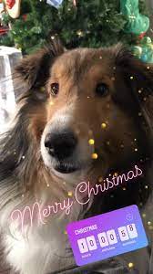 Maybe you would like to learn more about one of these? Puppy Love Grooming Spa Home Facebook