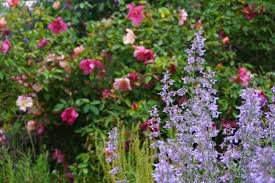 Image result for Cyanotis foecunda